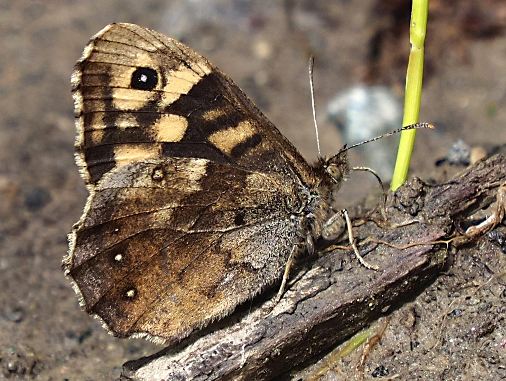 Waldbrettspiel, Pararge aegeria Unterseite