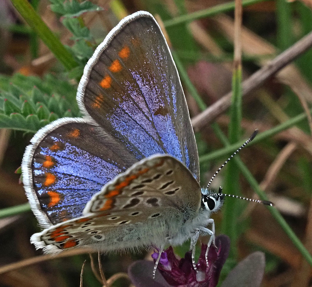 Hauhechel-Bläuling, Polyommatus icarus Weibchen