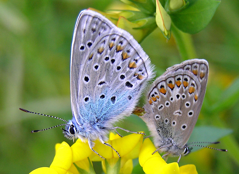 Hauhechel-Bläuling, Polyommatus icarus Paarung
