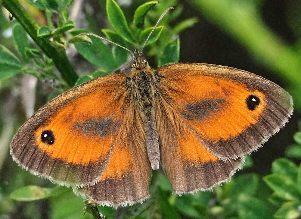 Rotbraunes Ochsenauge, Pyronia tithonus m