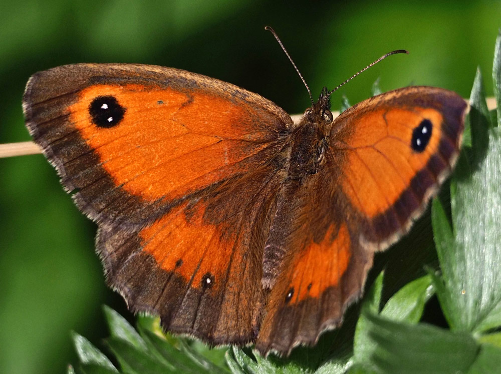 Rotbraunes Ochsenauge, Pyronia tithonus w