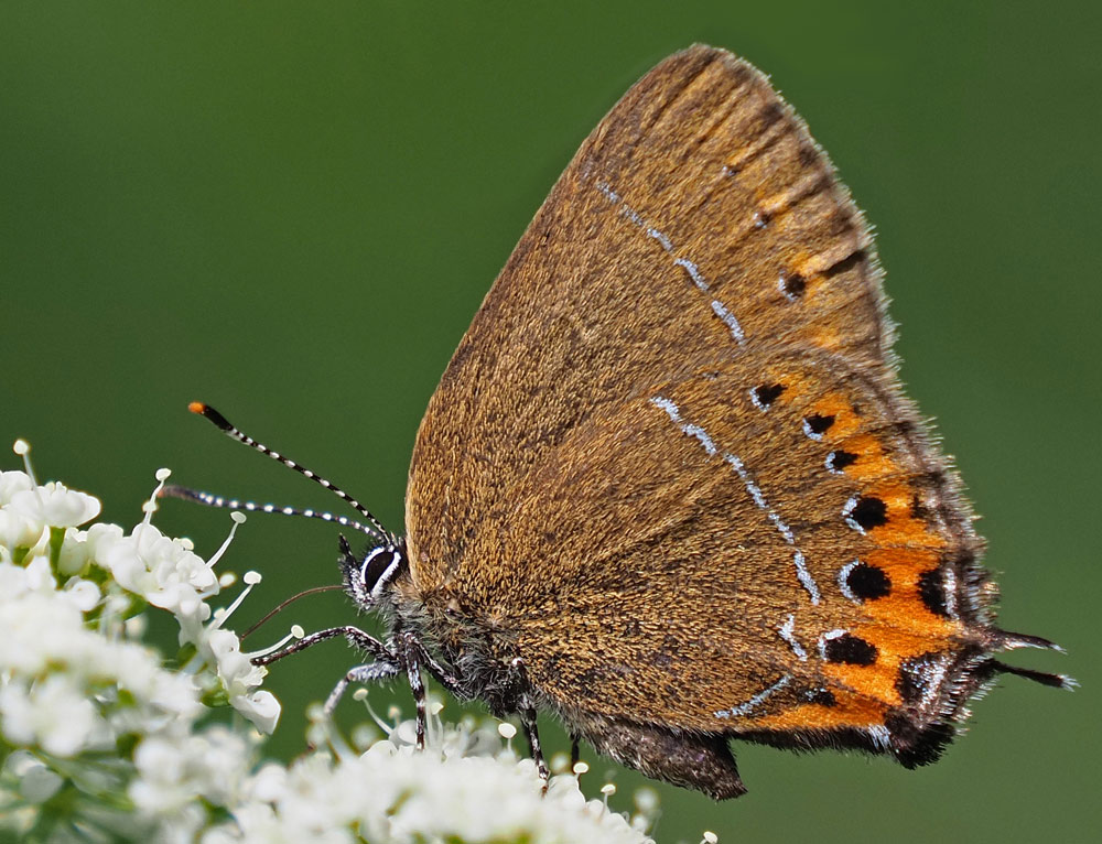  Pflaumen-Zipfelfalter, Satyrium pruni