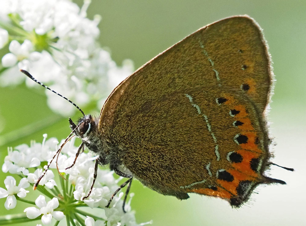  Pflaumen-Zipfelfalter, Satyrium pruni