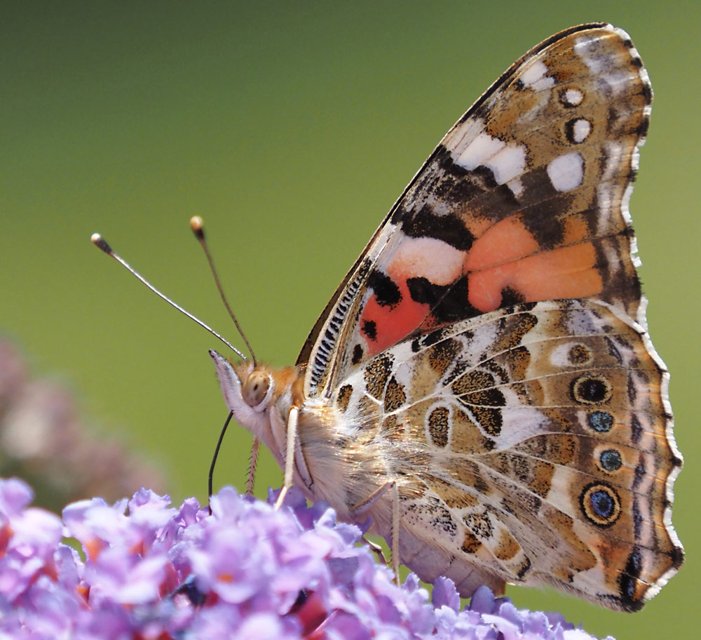 Distelfalter, Vanessa cardui Unterseite