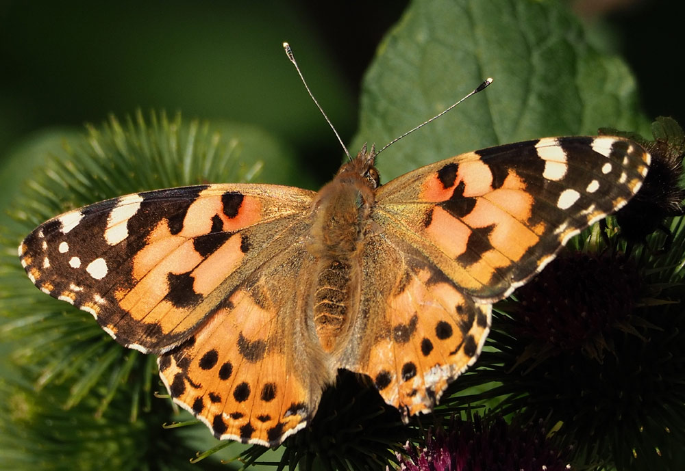 Distelfalter, Vanessa cardui Oberseite