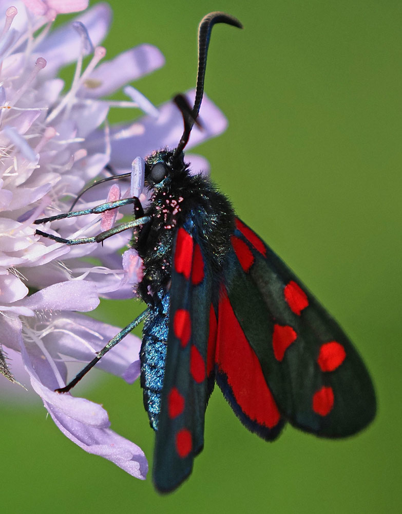 Hufeisenklee-Widderchen, Zygaena transalpina
