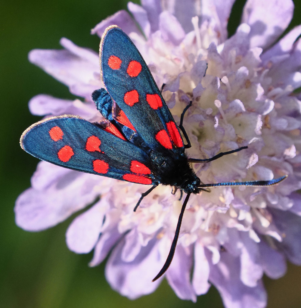 Hufeisenklee-Widderchen, Zygaena transalpina