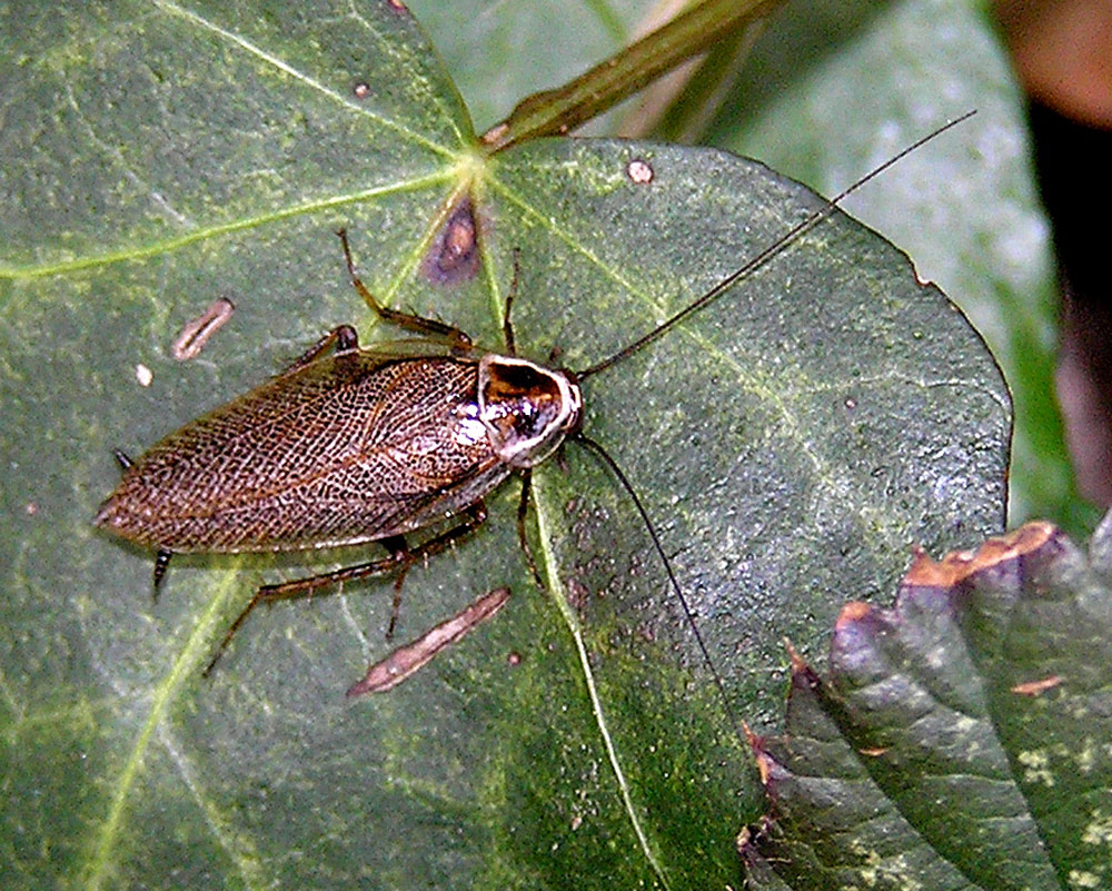 Dunkle Waldschabe, Ectobius sylvestris