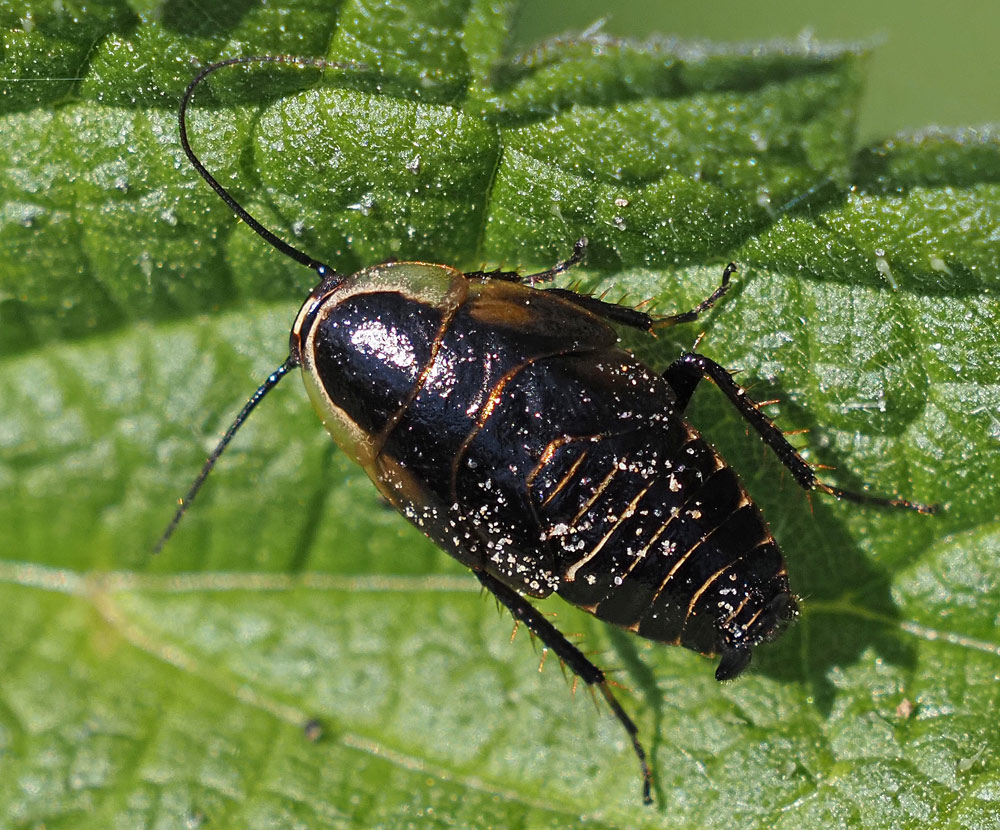 Dunkle Waldschabe, Ectobius sylvestris Nymphe
