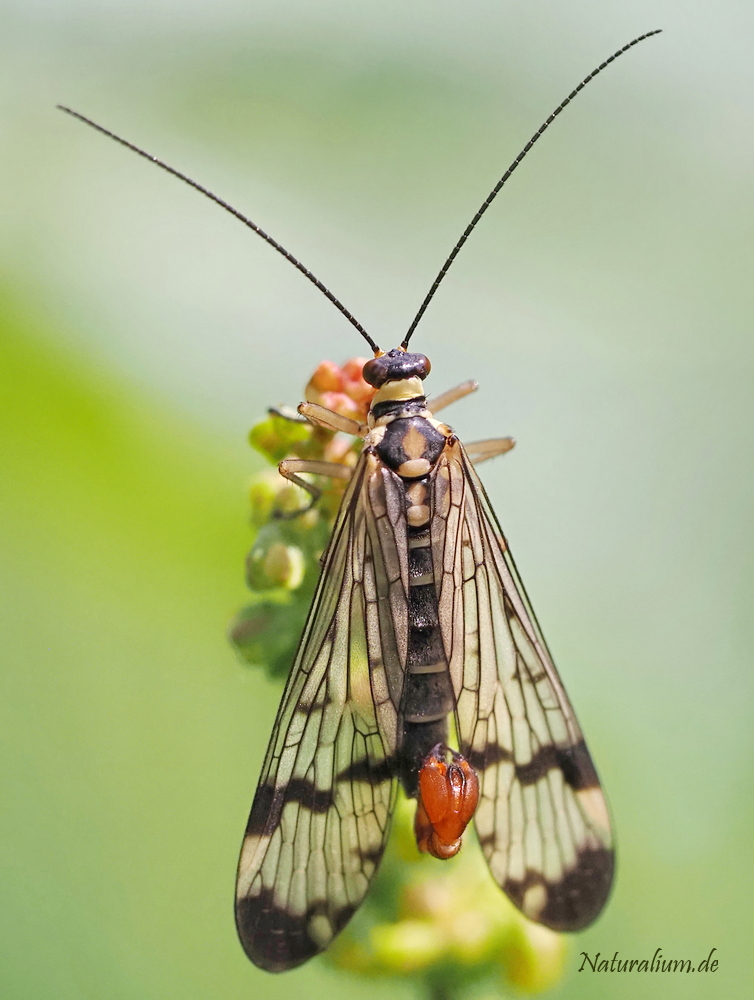 Gemeine Skorpionsfliege, Panorpa communis Gemeine Skorpionsfliege, Panorpa communis
