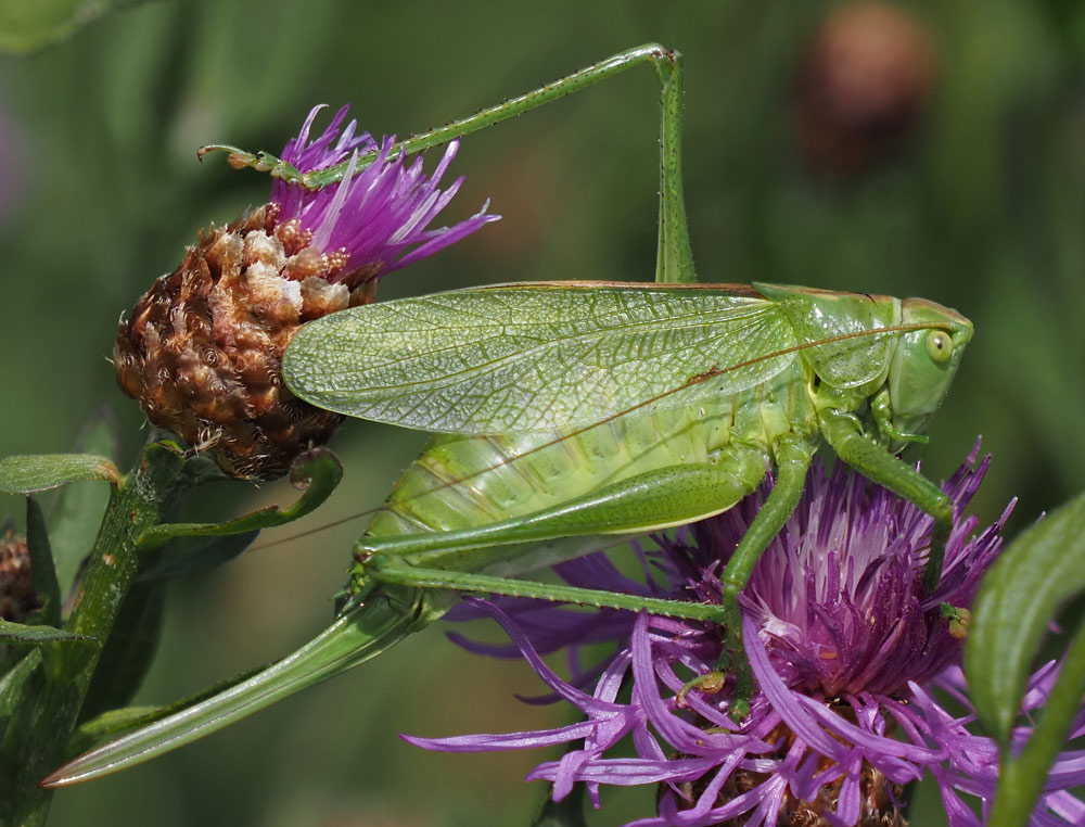 Großes Heupferd, Tettigonia viridissima Weibchen