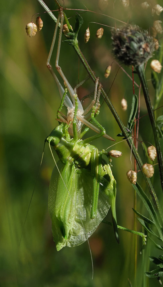 Großes Heupferd, Tettigonia viridissima Häutung