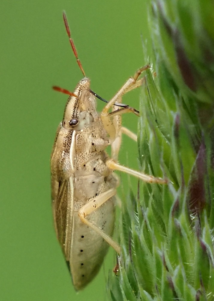 Getreidewanze, Aelia acuminata saugend