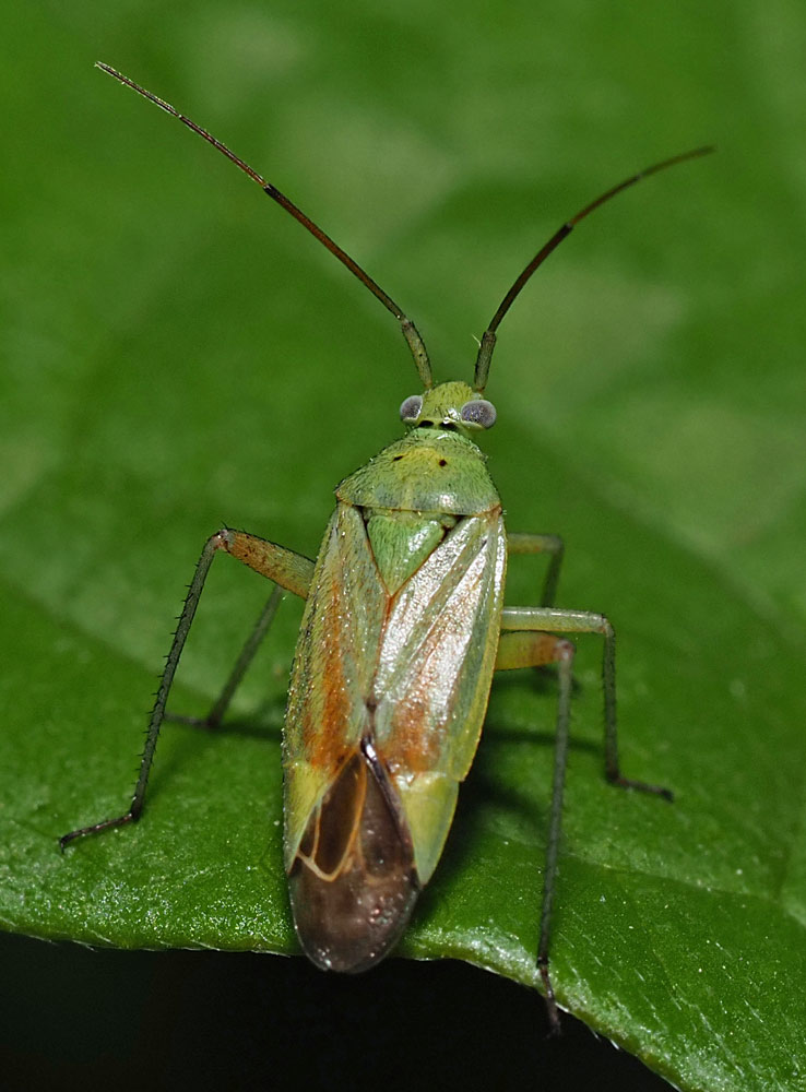 Zweipunktige Wiesenwanze, Closterotomus norwegicus