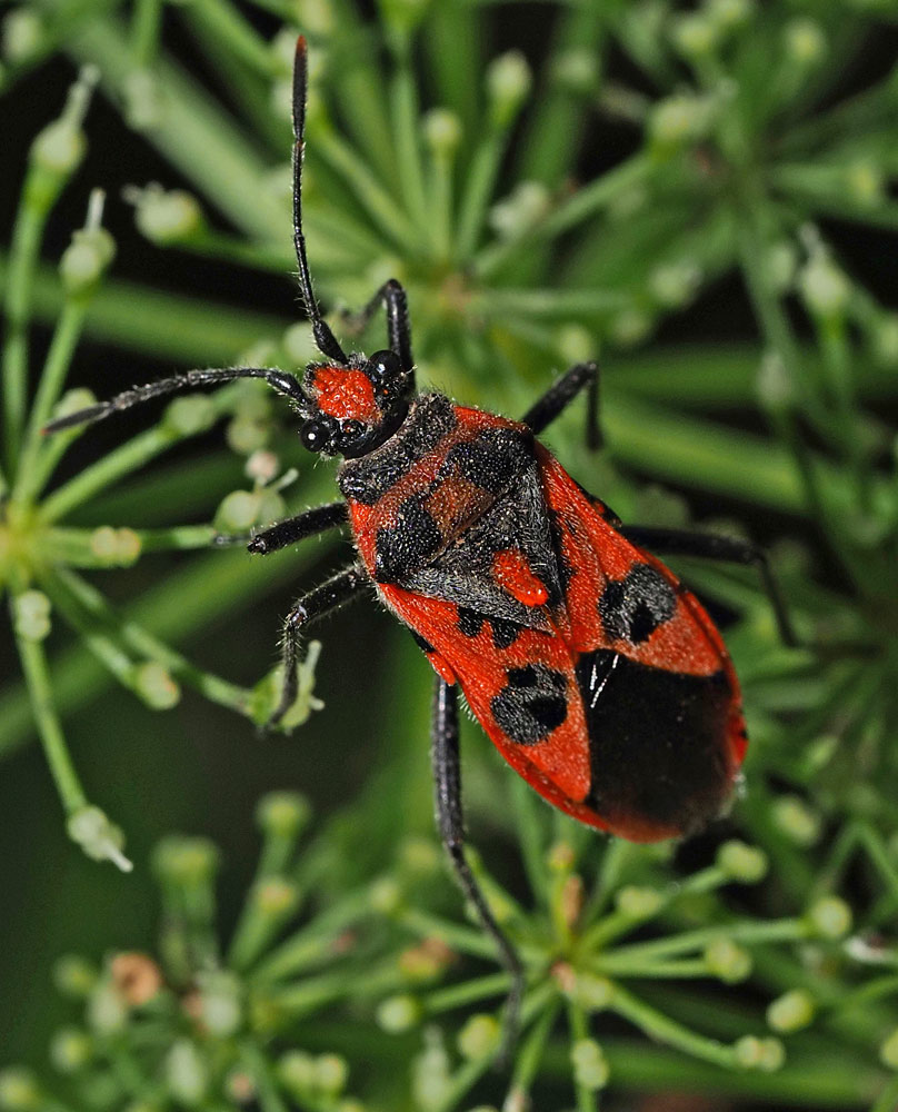 Zimtwanze, Corizus hyoscyami Zimtwanze, Corizus hyoscyami