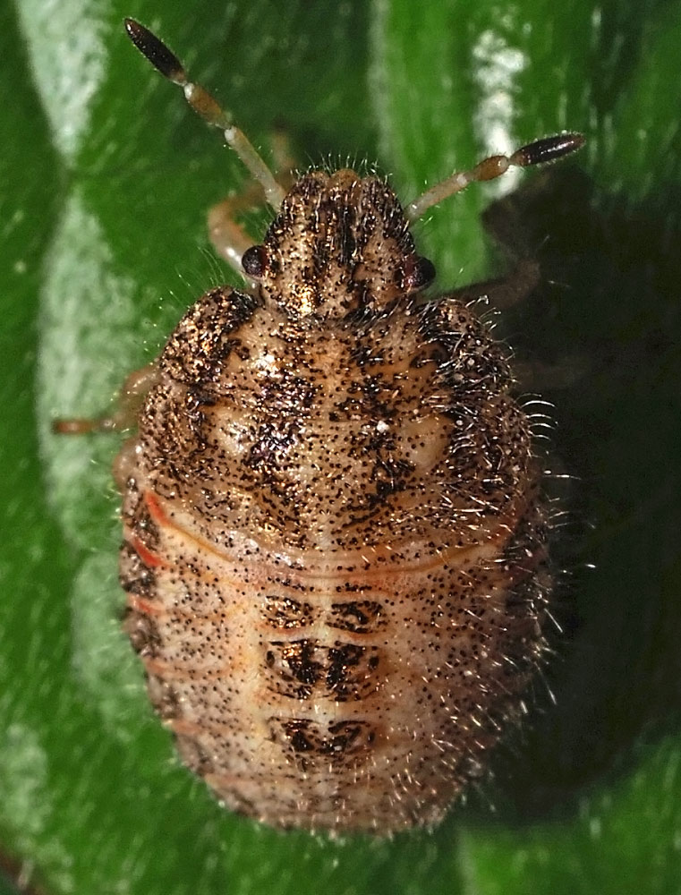 Beerenwanze, Dolycoris baccarum Nymphe