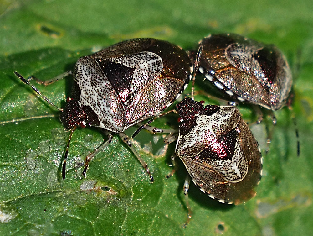 Schillerwanze, Eysarcoris venustissimus