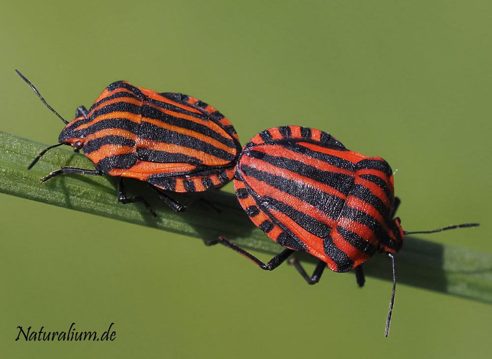 Streifenwanze, Graphosoma italicum Streifenwanze, Graphosoma italicum