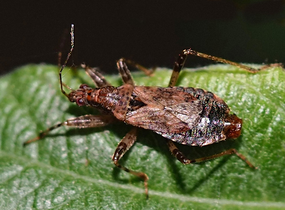 Ameisenähnliche Sichelwanze, Himacerus mirmicoides