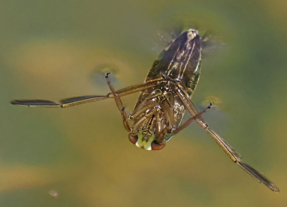 Rückenschwimmer, Notonecta glauca