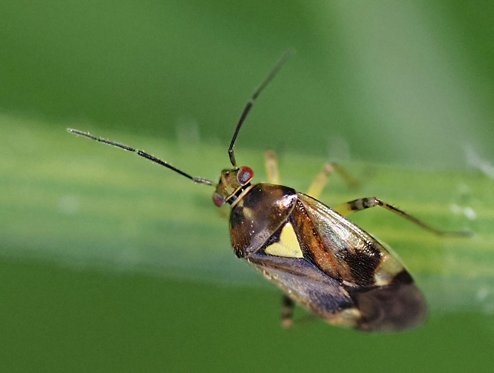 Orthops-Doldenwanze, Orthops kalmii_basalis