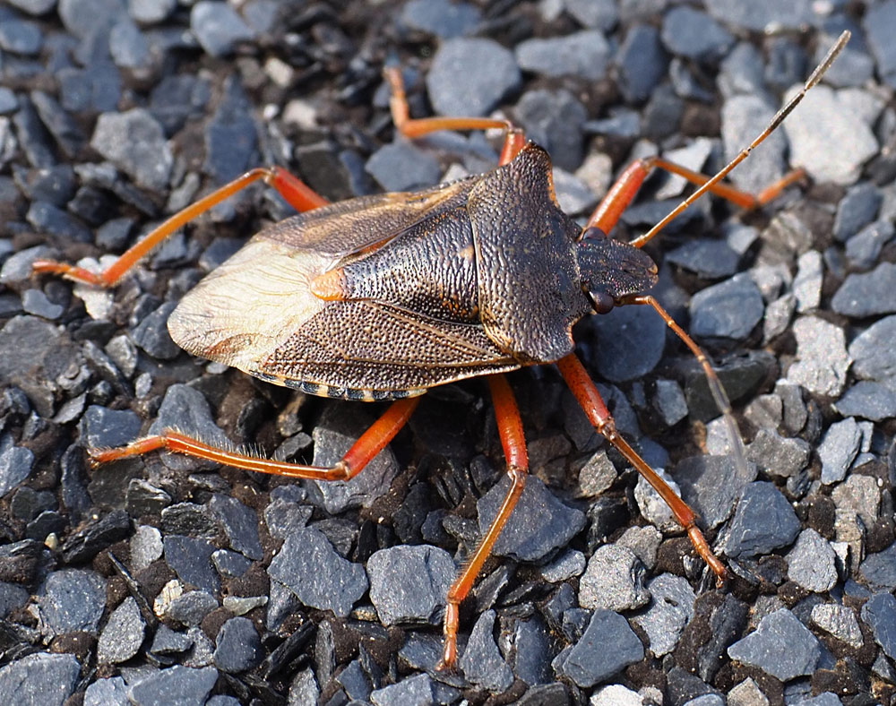Rotbeinige Baumwanze, Pentatoma rufipes