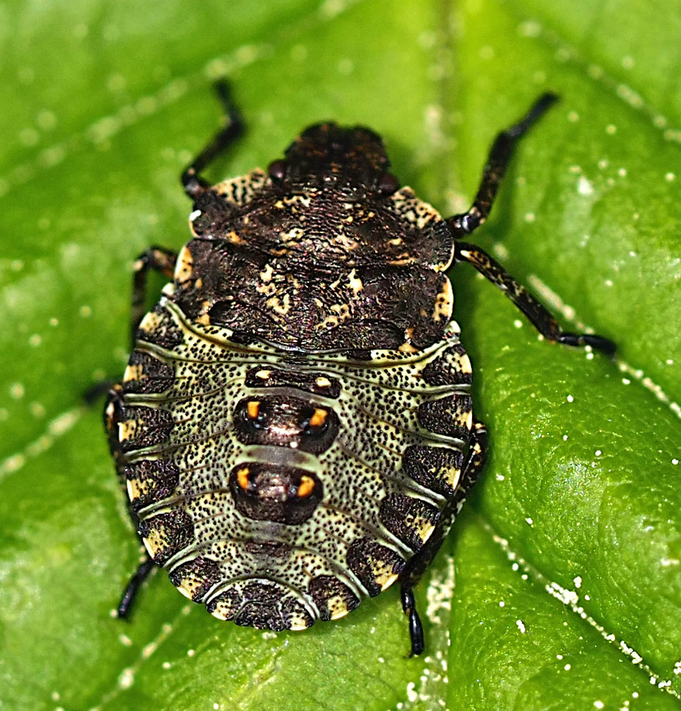 Rotbeinige Baumwanze, Pentatoma rufipes Nymphe