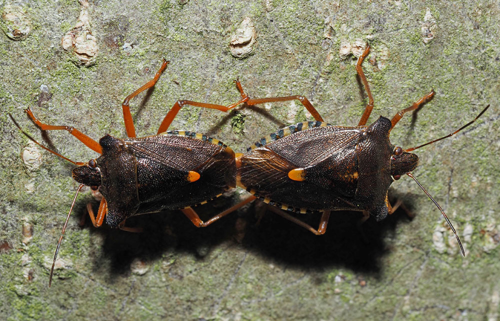 Rotbeinige Baumwanze, Pentatoma rufipes Paarung