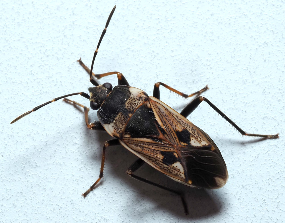 Gemeine Bodenwanze, Rhyparochromus vulgaris