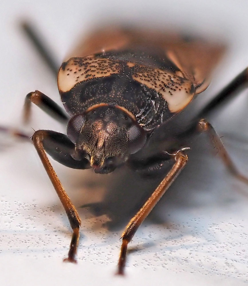 Gemeine Bodenwanze, Rhyparochromus vulgaris