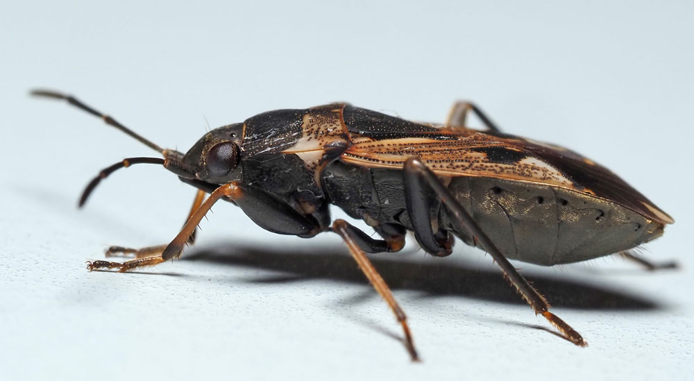 Gemeine Bodenwanze, Rhyparochromus vulgaris