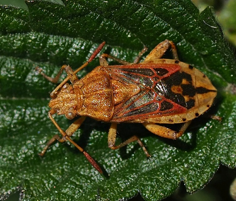 Korbblüten-Glasflügelwanze,  Stictopleurus abutilon