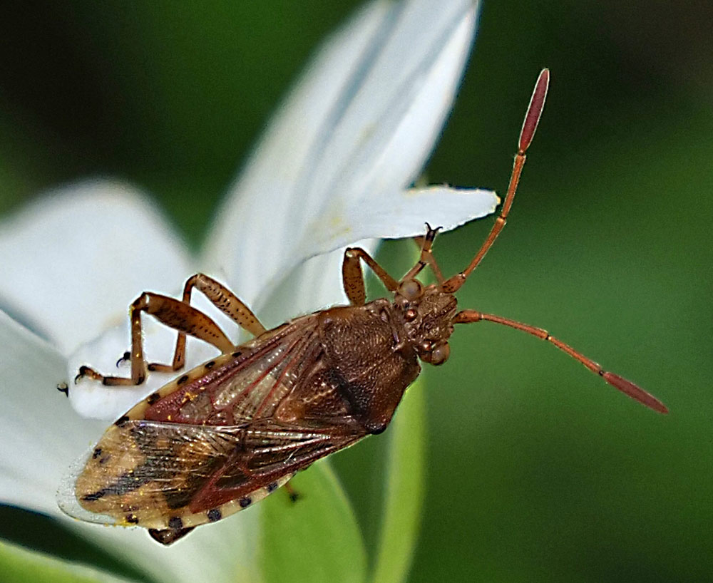 Korbblüten-Glasflügelwanze,  Stictopleurus abutilon