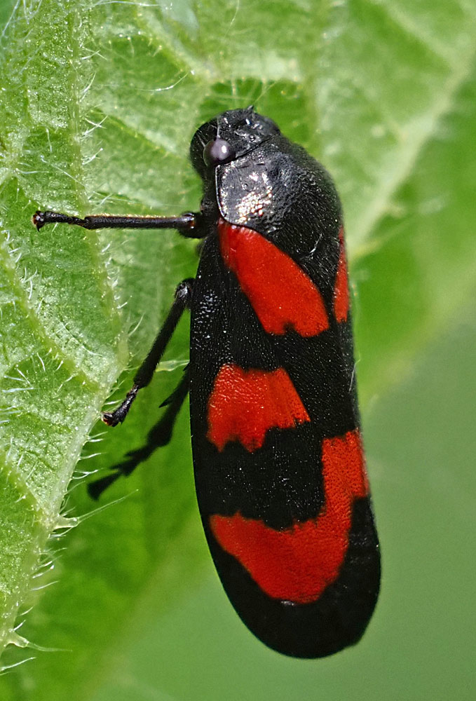 Gemeine Blutzikade, Cercopis vulnerata