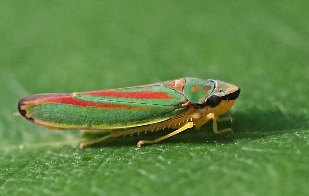 Rhododendronzikade, Graphocephala fennahi