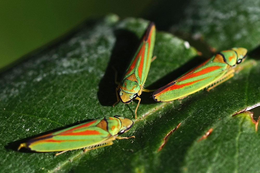 Rhododendronzikade, Graphocephala fennahi