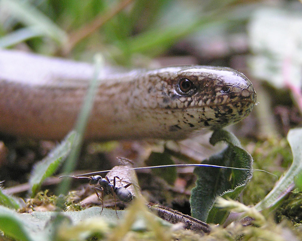 Blindschleiche, Anguis fragilis