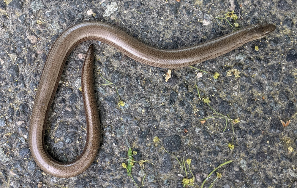 Blindschleiche, Anguis fragilis