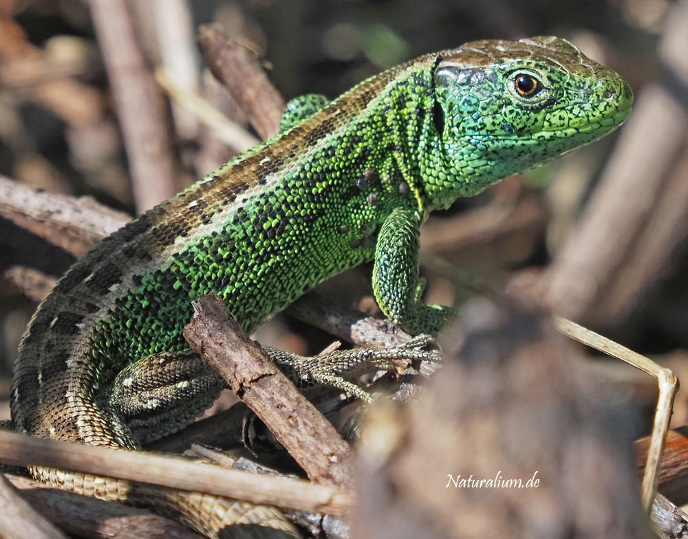 Zauneidechse, Lacerta agilis m Zauneidechse, Lacerta agilis m