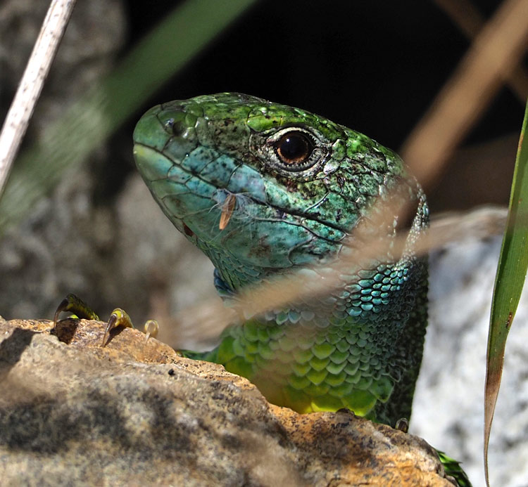 Westliche Smaragdeidechse, Lacerta bilineata