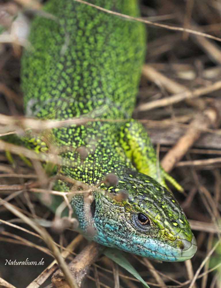 Westliche Smaragdeidechse, Lacerta bilineata Westliche Smaragdeidechse, Lacerta bilineata
