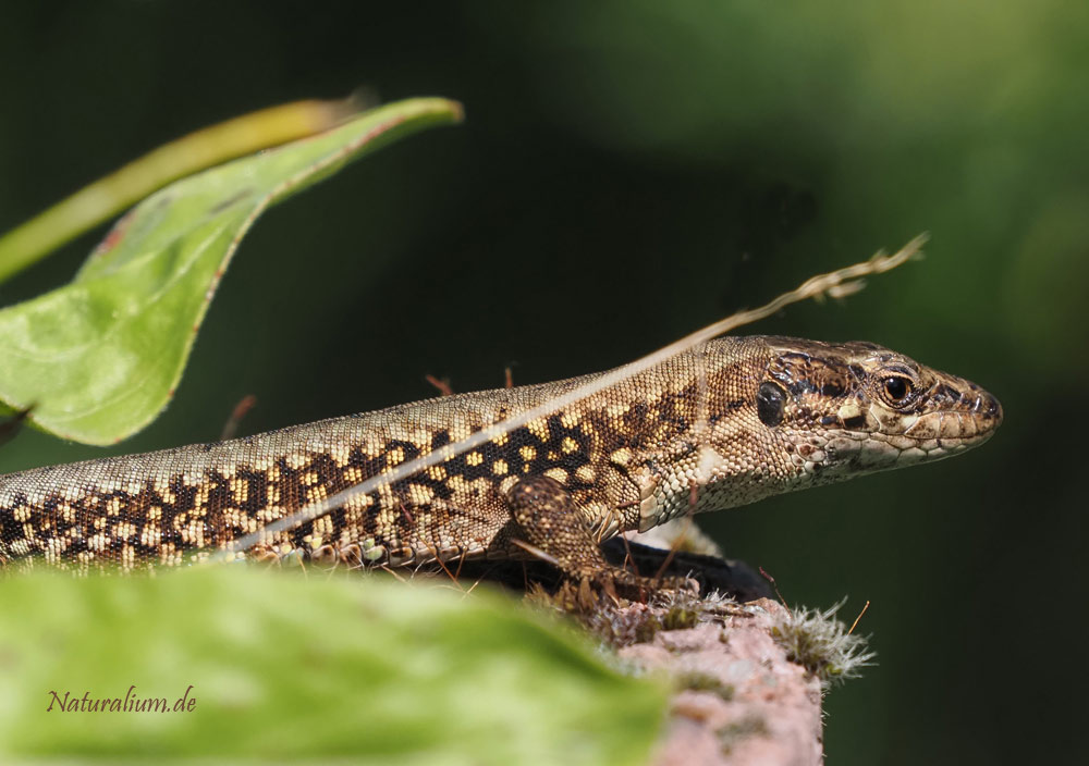 Mauereidechse, Podarcis muralis Mauereidechse, Podarcis muralis