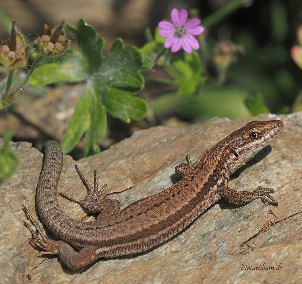 Mauereidechse, Podarcis muralis Mauereidechse, Podarcis muralis