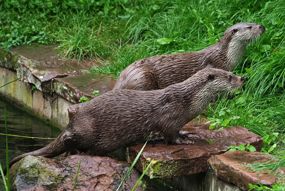 Fischotter, Lutra lutra