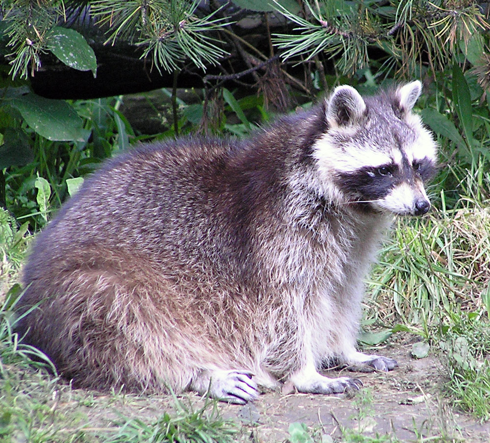Waschbär, Procyon lotor