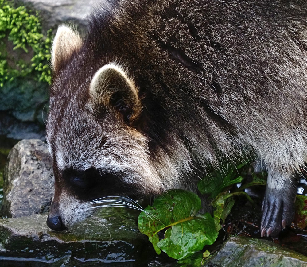 Waschbär, Procyon lotor