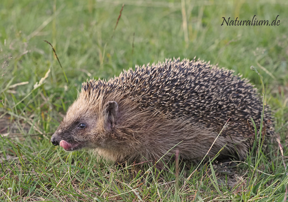 Braunbrustigel, Erinaceus europaeus