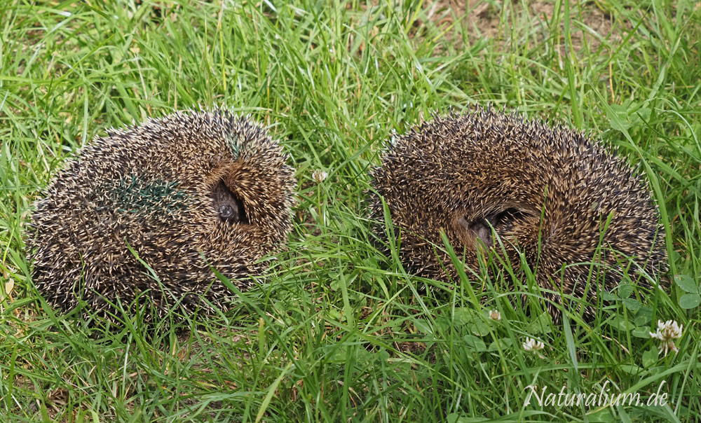 Braunbrustigel, Erinaceus europaeus