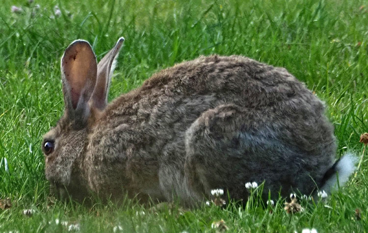 Wildkaninchen, Oryctolagus cuniculus