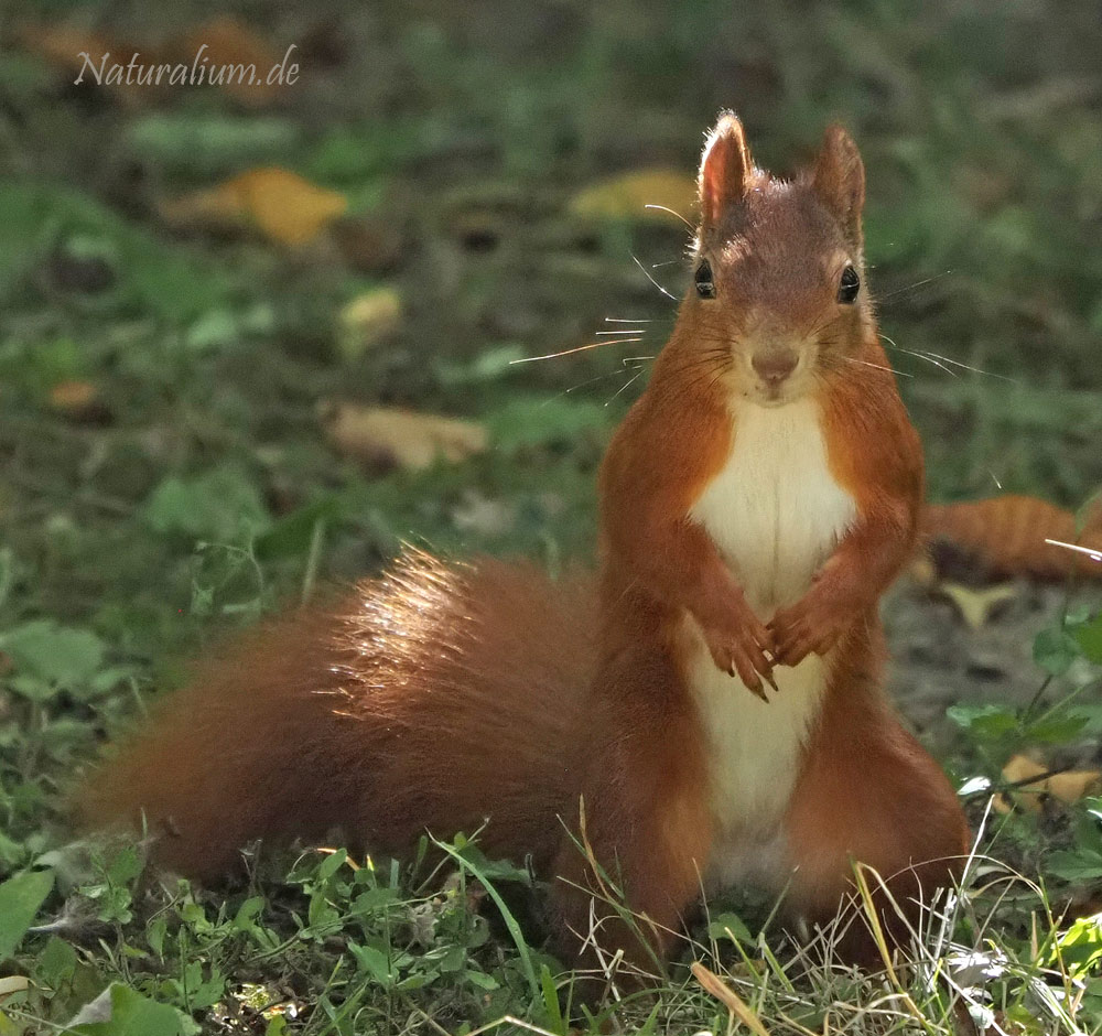 Eichhörnchen, Sciurus vulgaris
